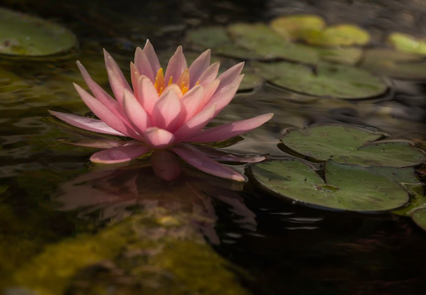 healing garden water lily